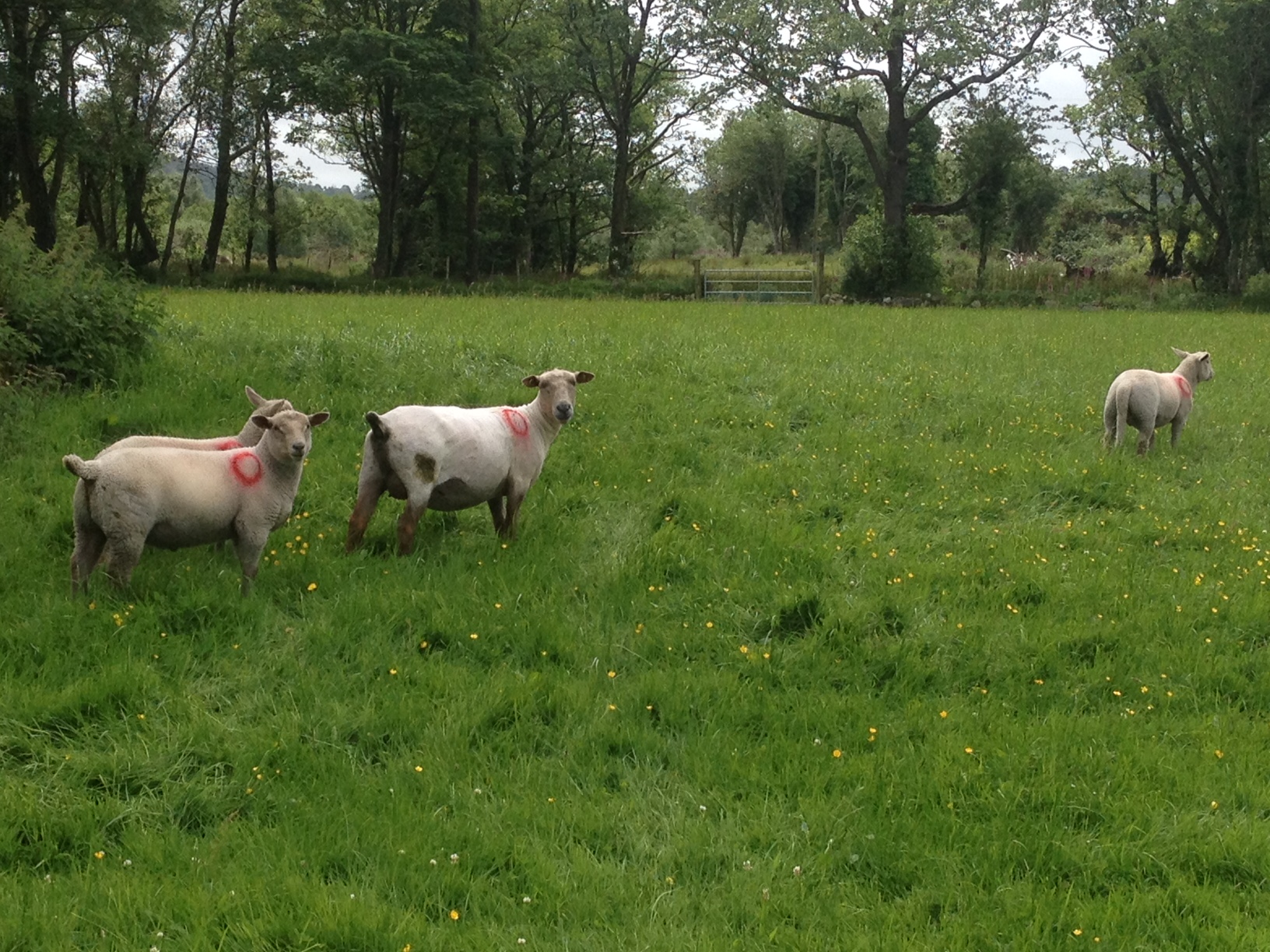 shorn sheep in lush field, Rathanna. june 2017