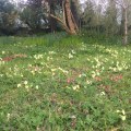 primroses