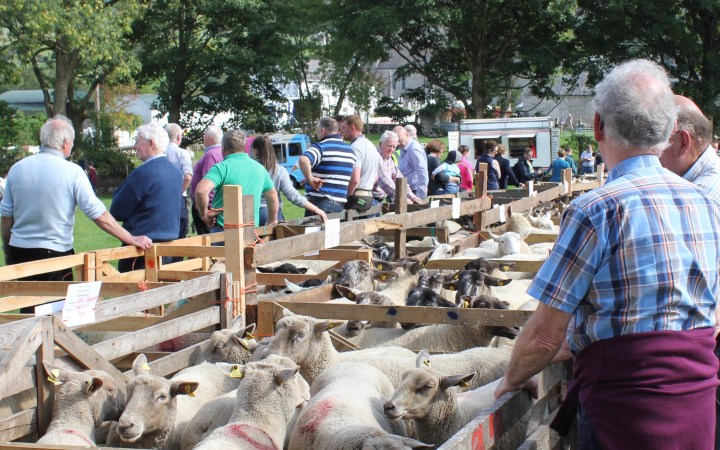 sheepday showcase 16 sept 2018