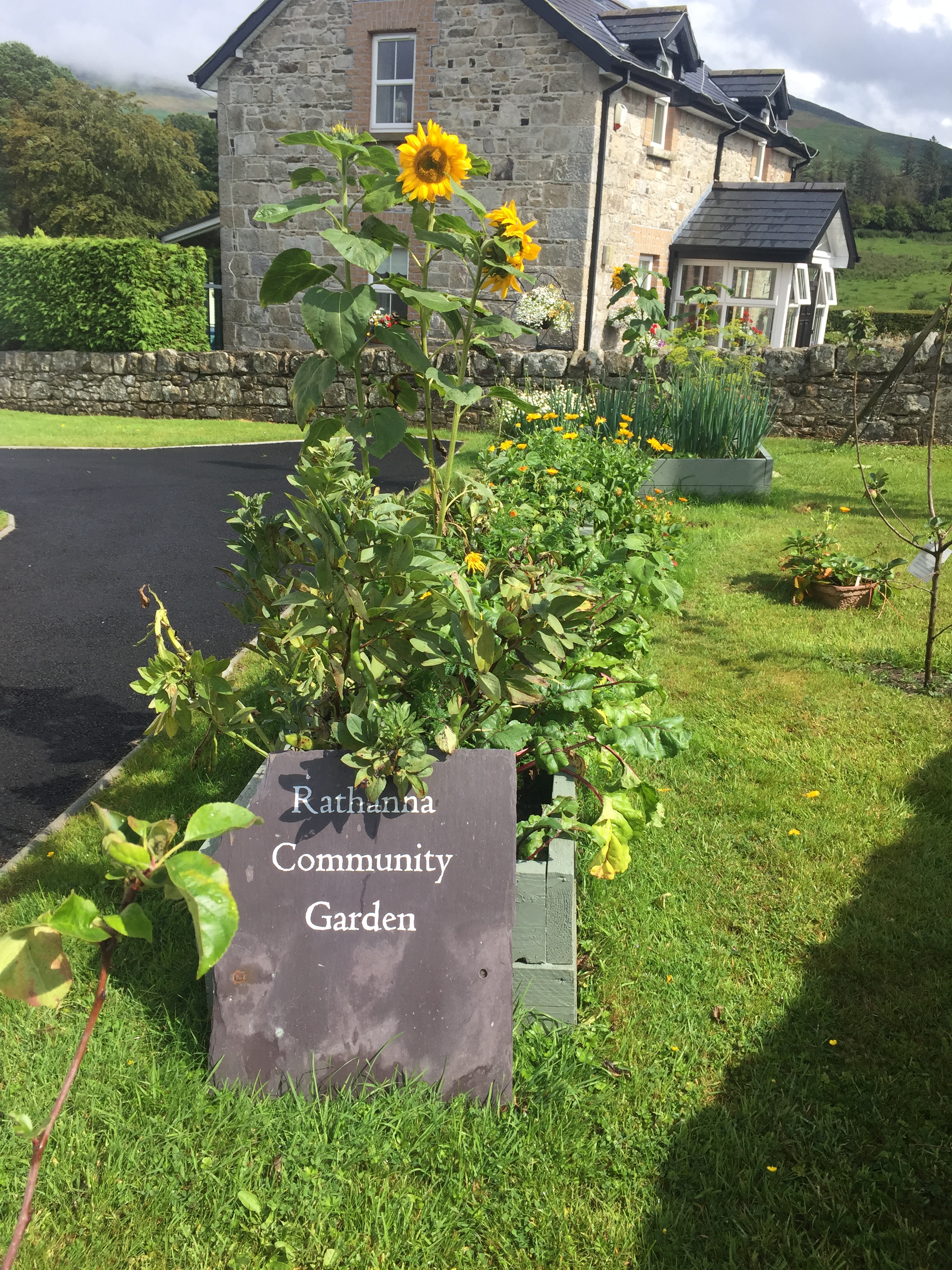 sunflower in comm garden aug 19